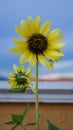 Yellow sunflower with blue sky Royalty Free Stock Photo