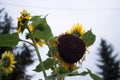 Yellow Sunflower Bouquet on Background. Closeup round bright beautiful yellow fresh sunflower Royalty Free Stock Photo