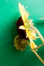 Yellow Sunflower Bouquet on Background. Closeup round bright beautiful yellow fresh sunflower Royalty Free Stock Photo