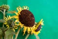 Yellow Sunflower Bouquet on Background. Closeup round bright beautiful yellow fresh sunflower Royalty Free Stock Photo