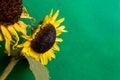 Yellow Sunflower Bouquet on Background. Closeup round bright beautiful yellow fresh sunflower Royalty Free Stock Photo