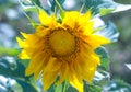 Yellow Sunflower bright on a Colorado Farm Royalty Free Stock Photo