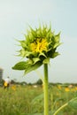 Yellow sunflower bud