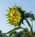 Sunflower Bud with Blue Sky Royalty Free Stock Photo