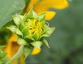 Yellow Sunflower Bud About To Blossom Royalty Free Stock Photo