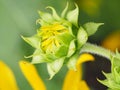 Yellow Sunflower Bud About To Blossom Royalty Free Stock Photo