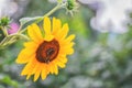 Yellow sunflower and a bumblebee on it. Autumn, ripening Royalty Free Stock Photo