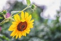 Yellow sunflower and a bumblebee on it. Autumn, ripening Royalty Free Stock Photo