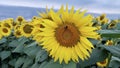 Yellow sunflower with a bumblebee gathering honey. Close up photo of a beautiful flower in the evening sunlight Royalty Free Stock Photo