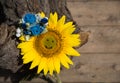 Yellow sunflower with carved smile on it and blue flower decoration. Symbolic image of Ukraine