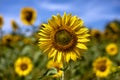 Yellow sunflower close-up in a colorful field of sunflowers in daylight Royalty Free Stock Photo