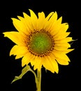 Yellow sunflower, close up, isolated, cutout Royalty Free Stock Photo