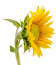 Yellow sunflower, close up, isolated, cutout Royalty Free Stock Photo