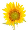 Yellow sunflower, close up, isolated, cutout Royalty Free Stock Photo