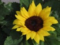 Yellow sunflower close up Royalty Free Stock Photo