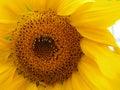 Yellow Sunflower Closeup Royalty Free Stock Photo