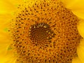 Yellow Sunflower Closeup Royalty Free Stock Photo