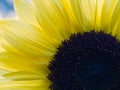 Yellow Sunflower Closeup Royalty Free Stock Photo