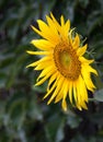 Yellow sunflower closeup Royalty Free Stock Photo