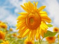 Yellow sunflower closeup blue sky and clouds Royalty Free Stock Photo