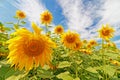 Yellow sunflower closeup blue sky and clouds Royalty Free Stock Photo