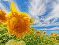 Yellow sunflower closeup blue sky and clouds Royalty Free Stock Photo