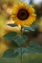 Yellow sunflower closeup with blurred green background