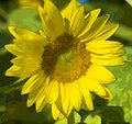 Yellow Sunflower Closeup Digitally Painted