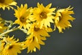 Yellow Sunflower, closeup, nature reclamation area Royalty Free Stock Photo