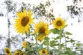 The yellow sunflower closeup summer sunny day Royalty Free Stock Photo