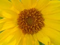 Yellow sunflower Royalty Free Stock Photo