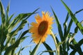 Yellow sunflower in corn field Royalty Free Stock Photo