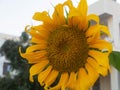 Yellow sunflower and country house at the background Royalty Free Stock Photo