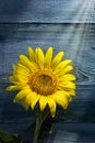 Sunflower in a beam of light on a wooden background Royalty Free Stock Photo