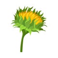 The Half Opened Bright Upward Sunflower Vector Illustration