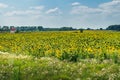 Yellow sunflower farm field landscape in Ukraine Royalty Free Stock Photo