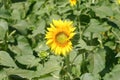 Yellow sunflower in field