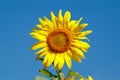 Yellow sunflower in a field against a bright blue sky on a sunny day. Sunflower flower close-up. The sunflower is blooming Royalty Free Stock Photo