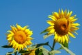 Yellow sunflower in a field against a bright blue sky on a sunny day. Sunflower flower close-up. The sunflower is blooming Royalty Free Stock Photo