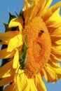 Yellow sunflower in a field against a bright blue sky on a sunny day. Sunflower flower close-up. The sunflower is blooming. A