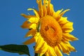 Yellow sunflower in a field against a bright blue sky on a sunny day. Sunflower flower close-up. The sunflower is blooming. A Royalty Free Stock Photo