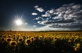 Yellow sunflower field against the cloudy blue sky at sunset Royalty Free Stock Photo