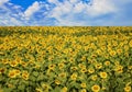 Yellow sunflower field, blue sky, sunflower business concept Royalty Free Stock Photo