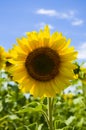 Yellow sunflower in the field Royalty Free Stock Photo