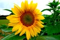 Yellow sunflower in field on farm Royalty Free Stock Photo