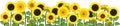 Yellow sunflower field. Flower border Royalty Free Stock Photo