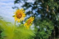 Yellow sunflower field Green leaves against the foreground and background are blurred and bokeh Royalty Free Stock Photo