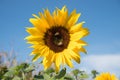 yellow sunflower at the field and honey bees, blue sky Royalty Free Stock Photo