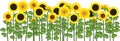 Yellow sunflower field. Flower border Royalty Free Stock Photo