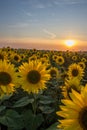 Yellow sunflower field landscape at sunset in rural Norfolk UK Royalty Free Stock Photo